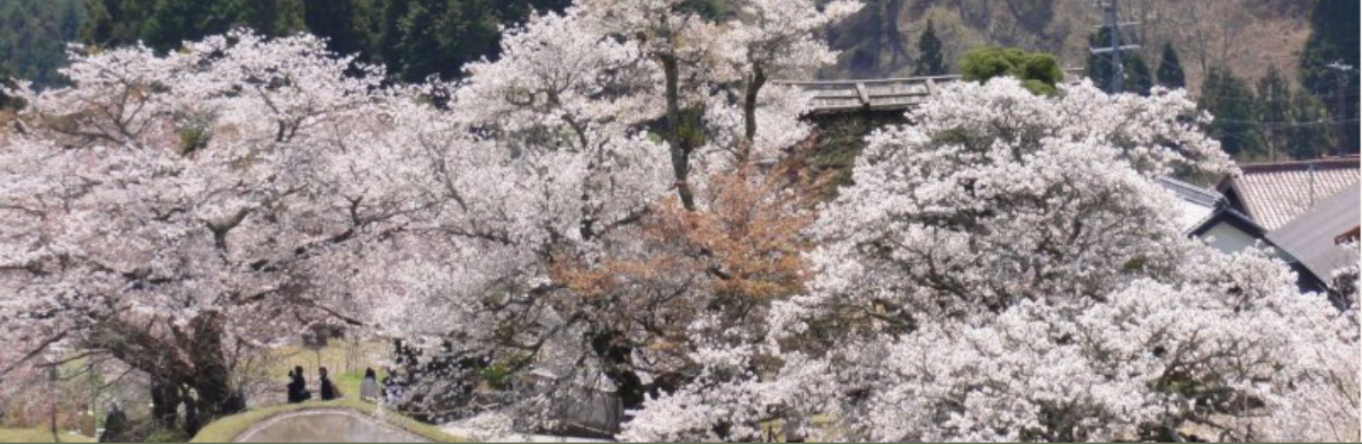 Cherry blossoms in a Japanese neighborhood